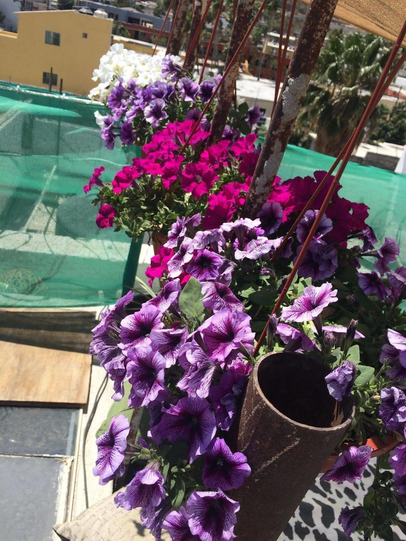 Bajas Cactus Hostel كابو سان لوكاس المظهر الخارجي الصورة